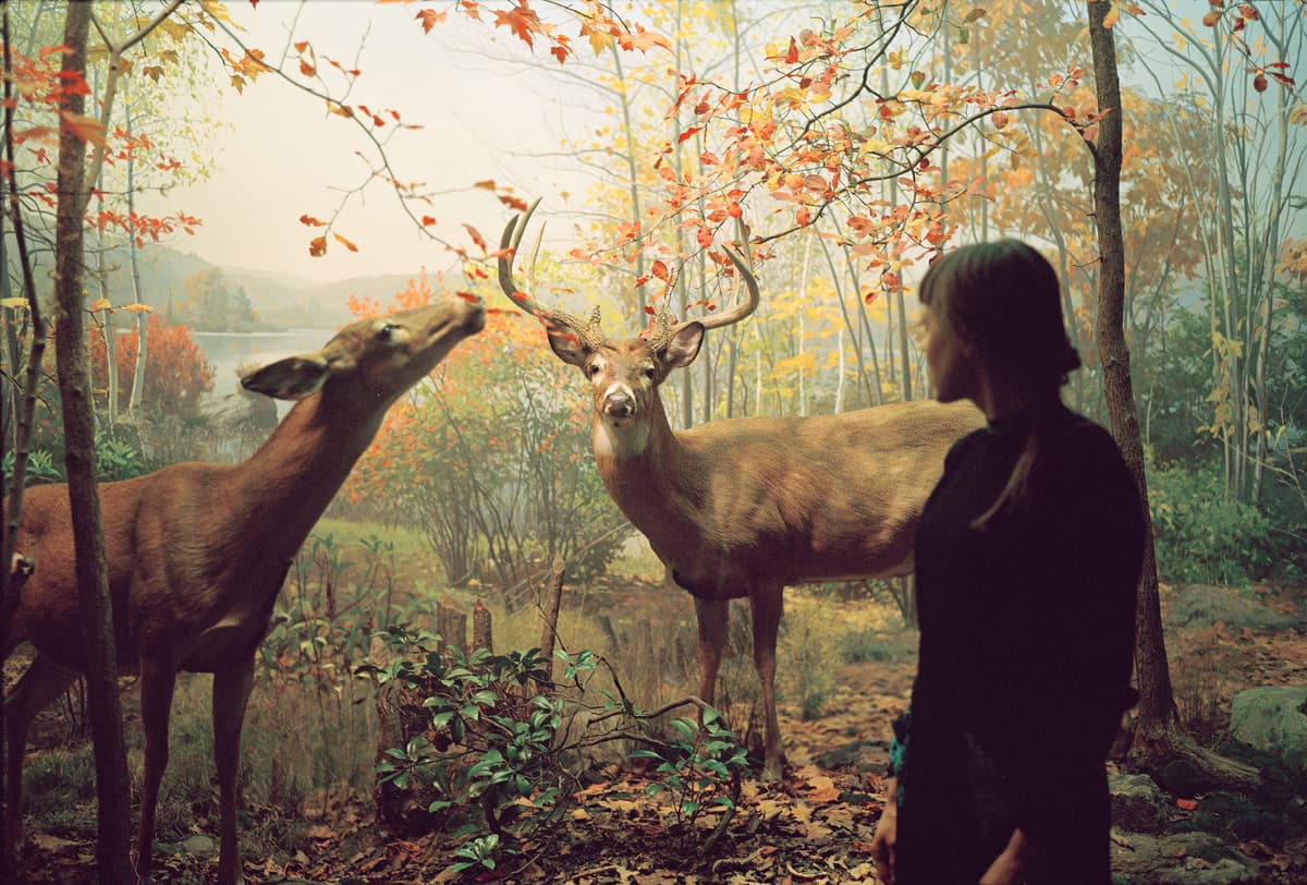 A woman looking at deer in the museum of national history